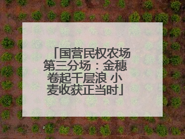 国营民权农场第三分场：金穗卷起千层浪 小麦收获正当时